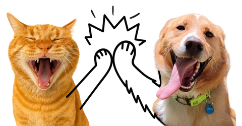 Cuéntanos sobre tu mascota