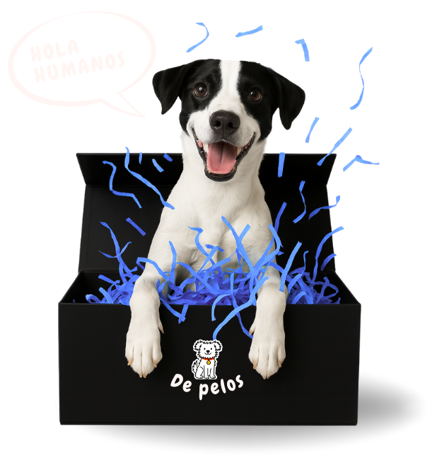 Dog in a box