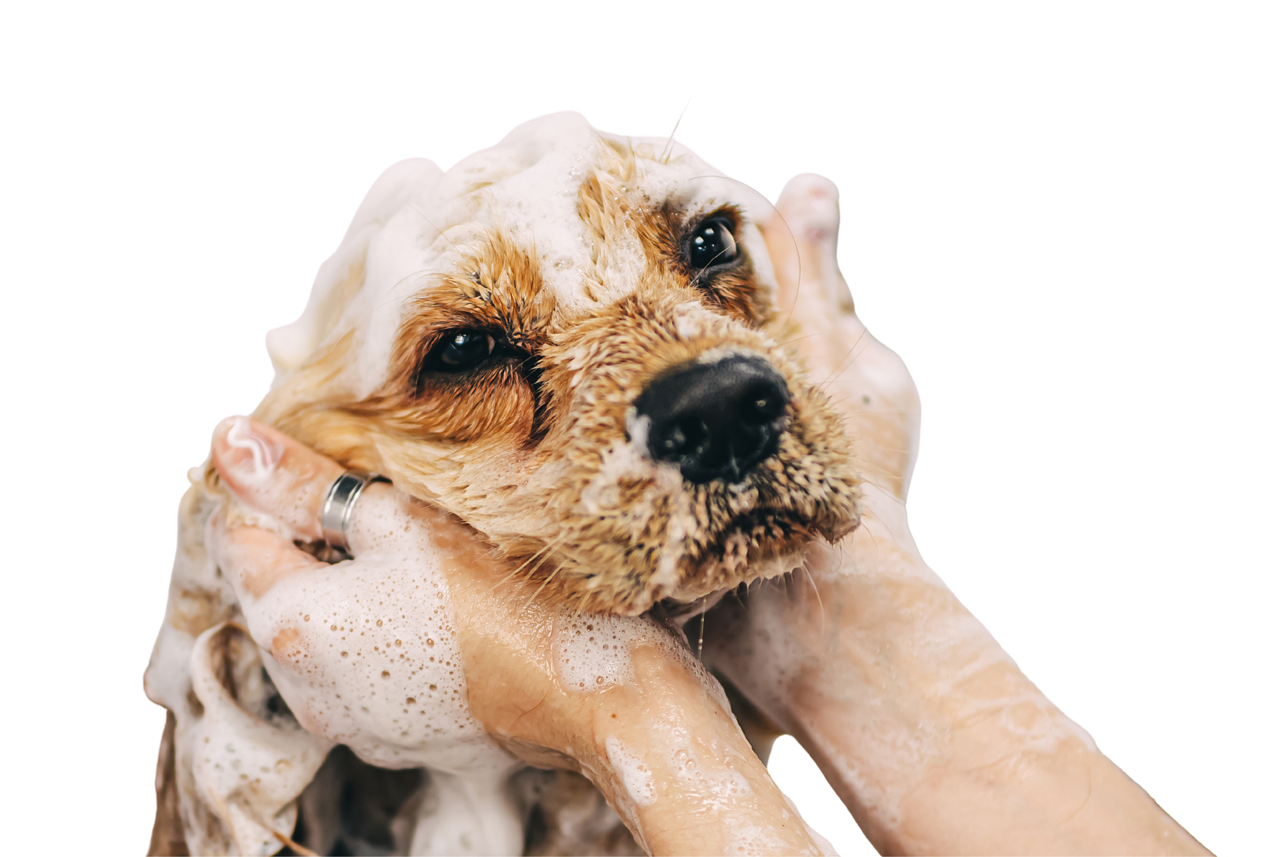 Perro