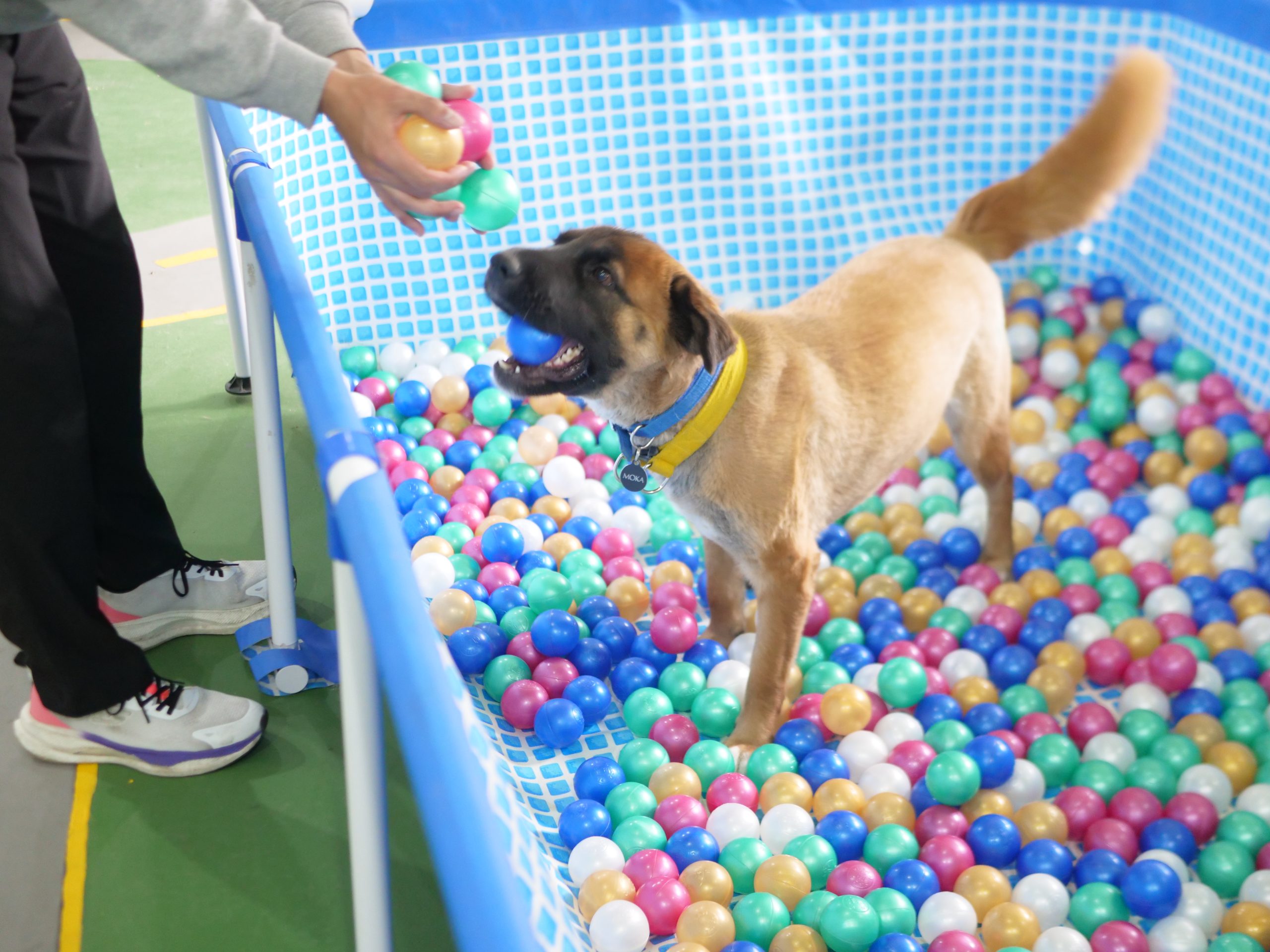 Piscina pelotas