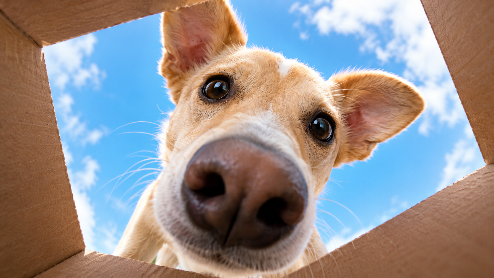 Portada tienda para perros